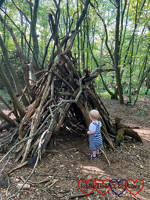 Thomas going into a den in Bayhurst Wood