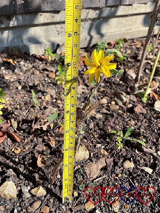 A teeny sunflower measuring 21cm tall