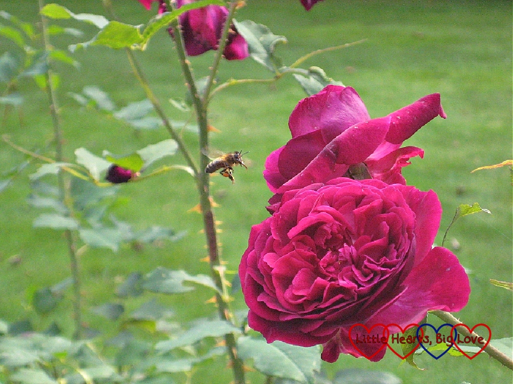 Red roses with a honey bee flying towards them