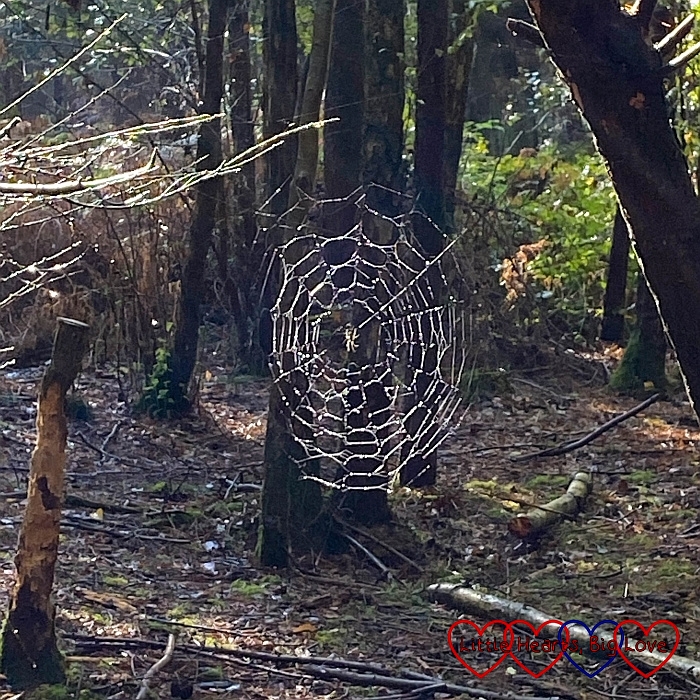 A dew-covered spider web with a spider in the middle
