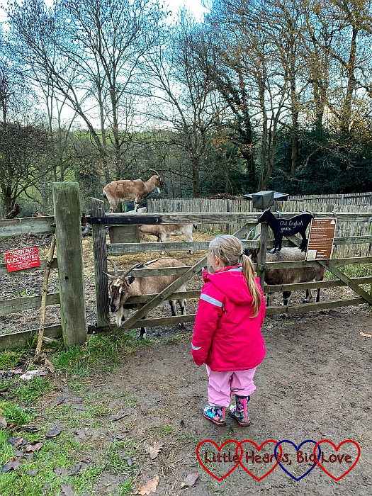 Sophie looking at the goats