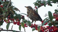 A redwing in a tree