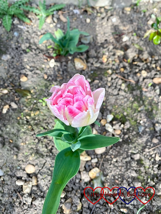 A pink tulip