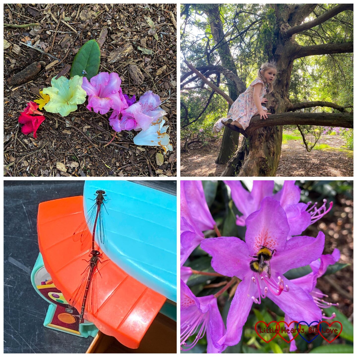 A rainbow of rhododendron flowers; Sophie climbing a tree; two damselflies on top of a plastic toy; a bee in a purple rhododendron flower