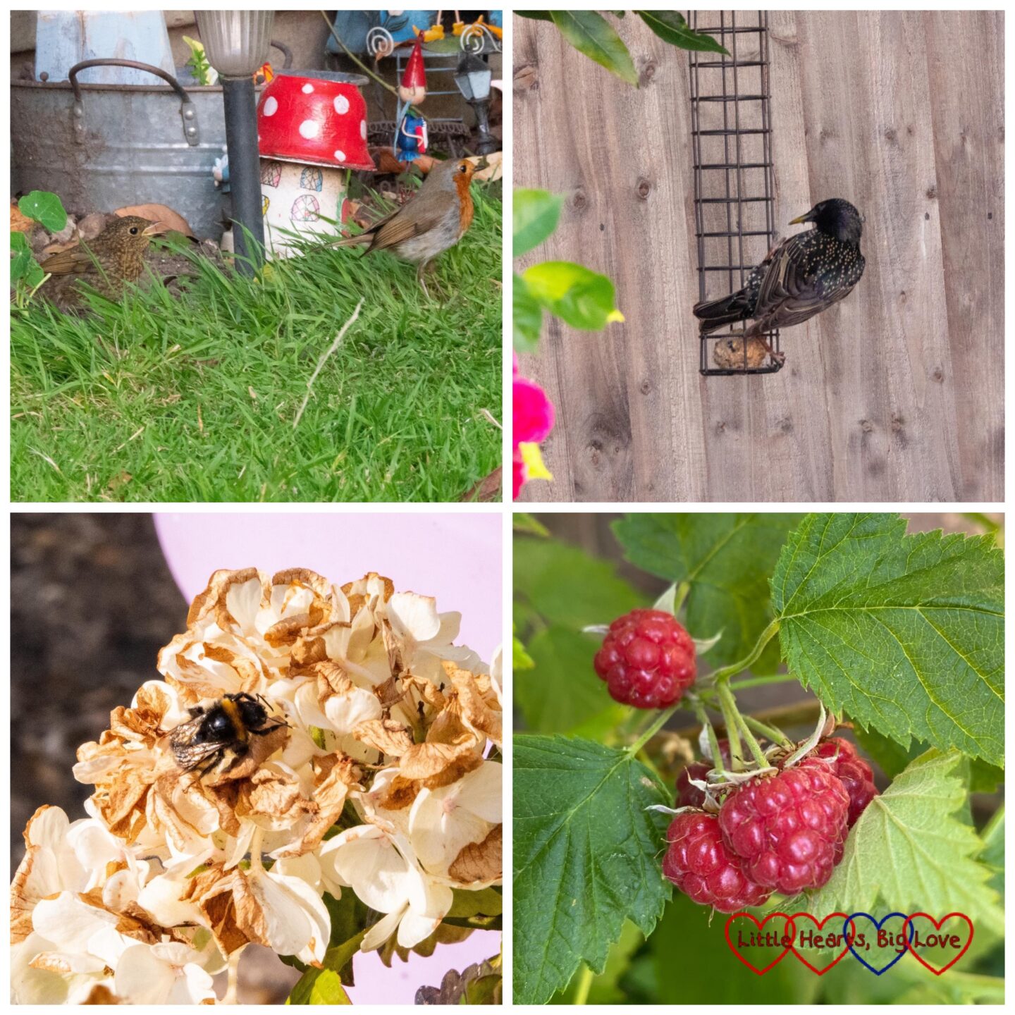 A robin and its chick in the fairy garden; a starling on the fat ball feeder; a bee on the hydrangea; raspberries ripening on the raspberry bush