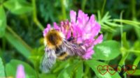 A bee on a red clover