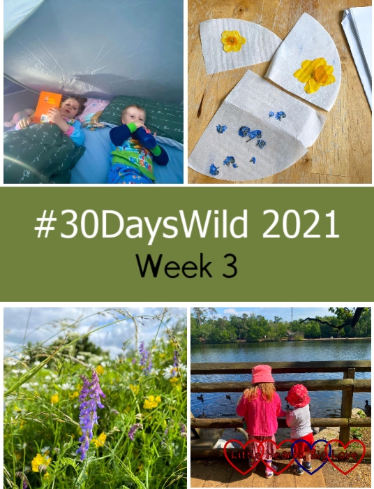 Sophie and Thomas snuggled up ready to sleep in the tent; pressed forget-me-nots and daffodils; tufted vetch; Sophie and Thomas feeding the ducks - "#30DaysWild 2021 - Week 3"