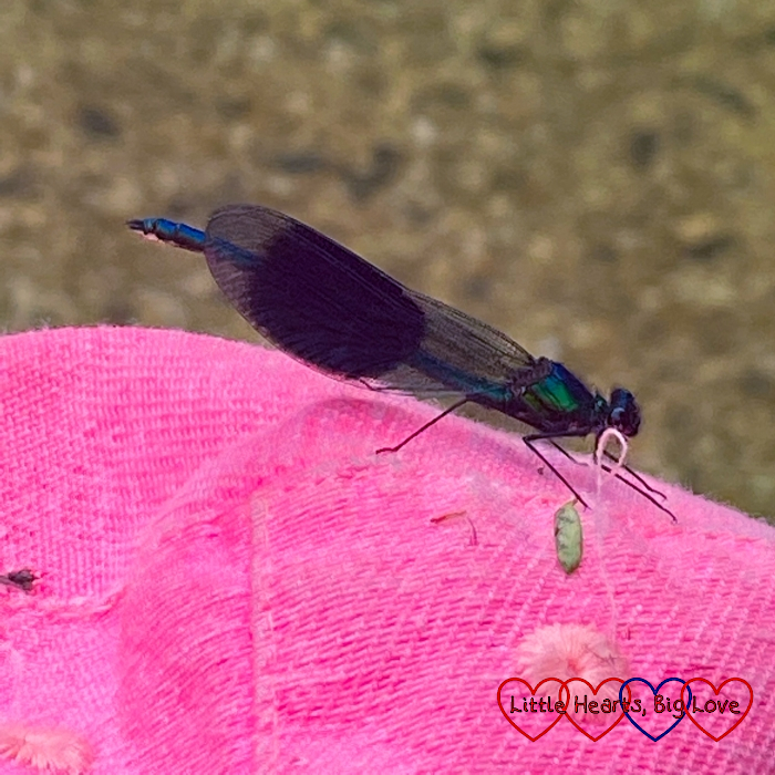 A banded demoiselle on Sophie's hat