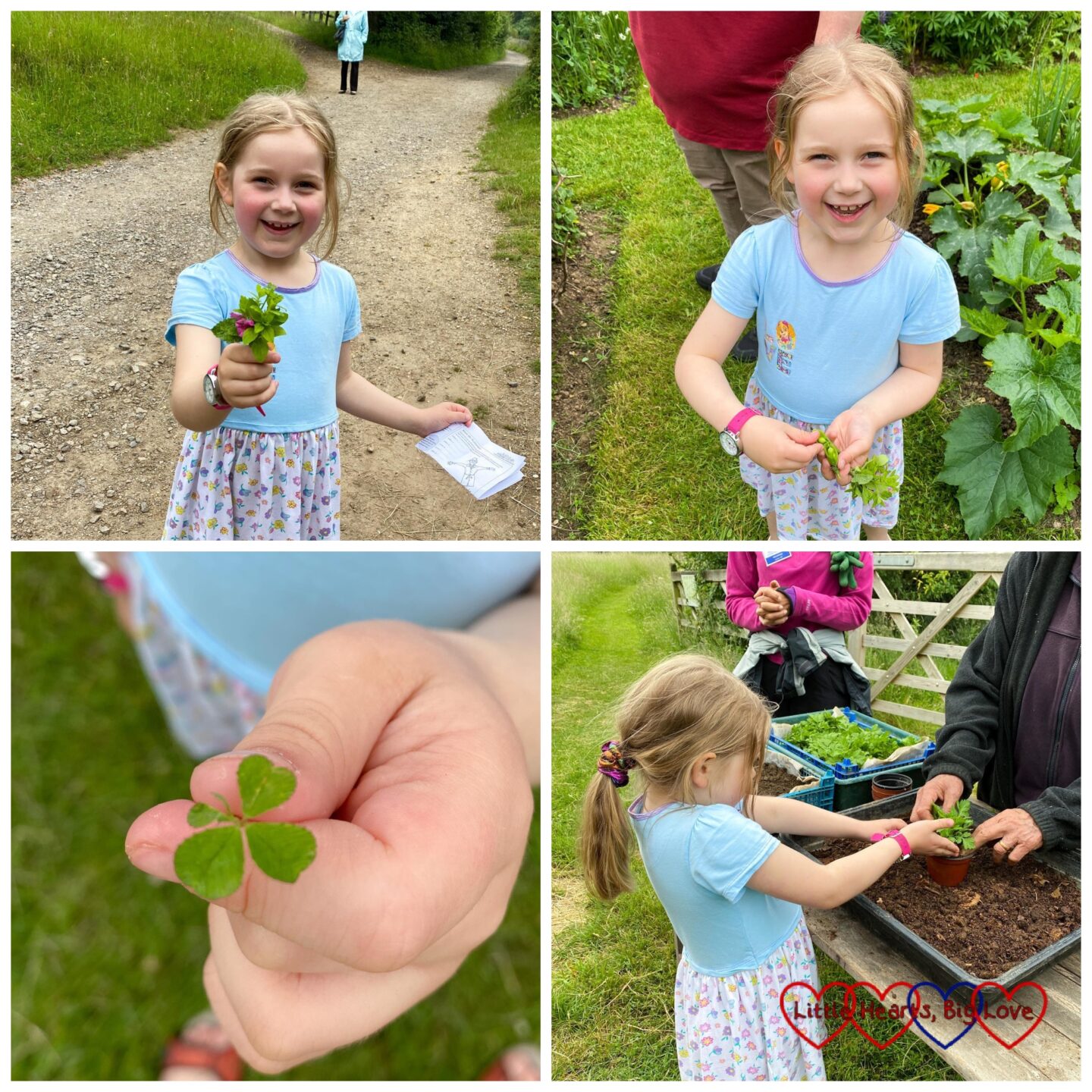 Sophie holding the nosegay she made; Sophie eating peas from the pod; Sophie holding a four-leaf clover; Sophie potting up some feverfew