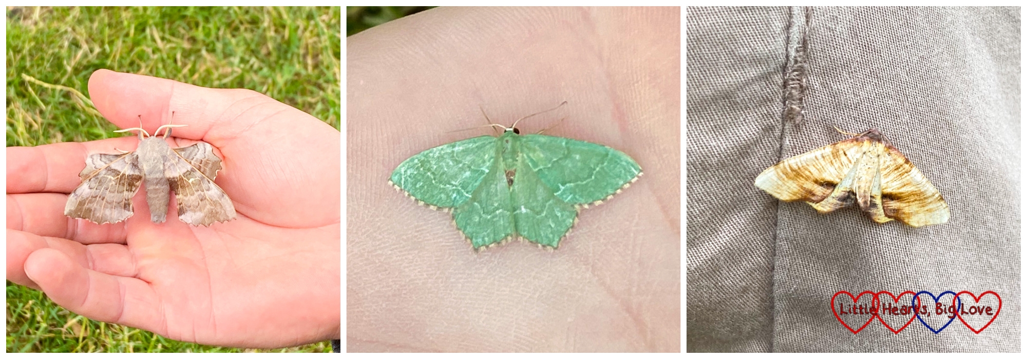 A poplar hawk moth, a common emerald moth and a scorched wing moth