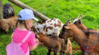 Sophie feeding the goats at Coombe Mill