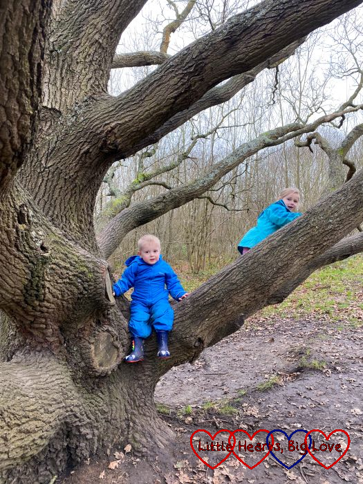 Sophie and Thomas climbing a big oak tree