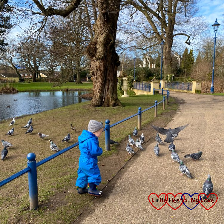 Thomas feeding pigeons at Herschel Park