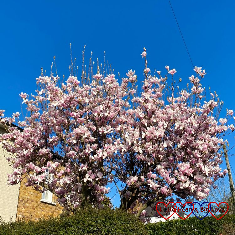 A magnolia tree in bloom against a blue sky