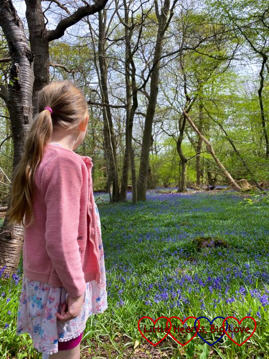 Sophie looking at a wood filled with bluebells