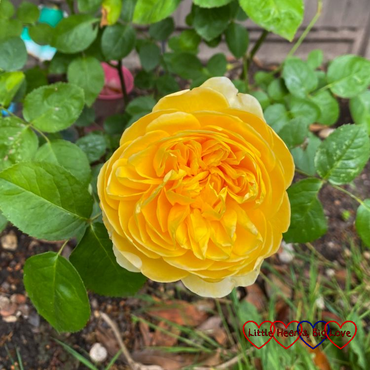 A yellow 'Charlotte' rose