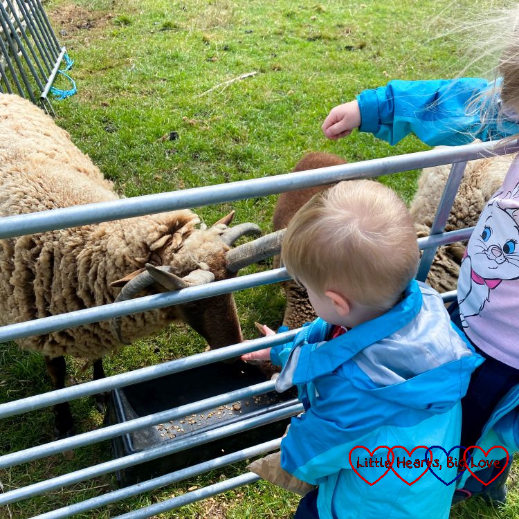 Sophie and Thomas feeding sheep at Butser Ancient Farm