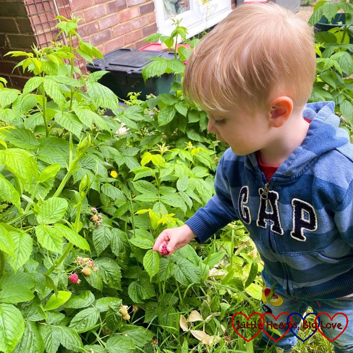 Thomas picking raspberries in the garden