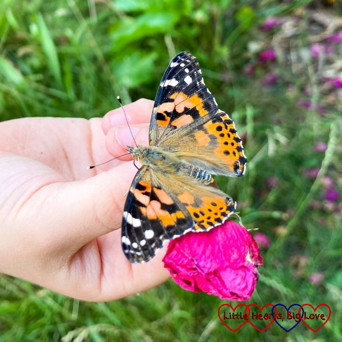 A Painted Lady butterfly on Sophie's hand