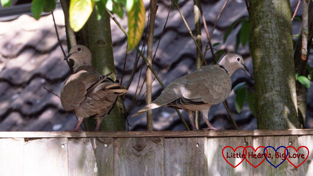 Two collared doves on a fence