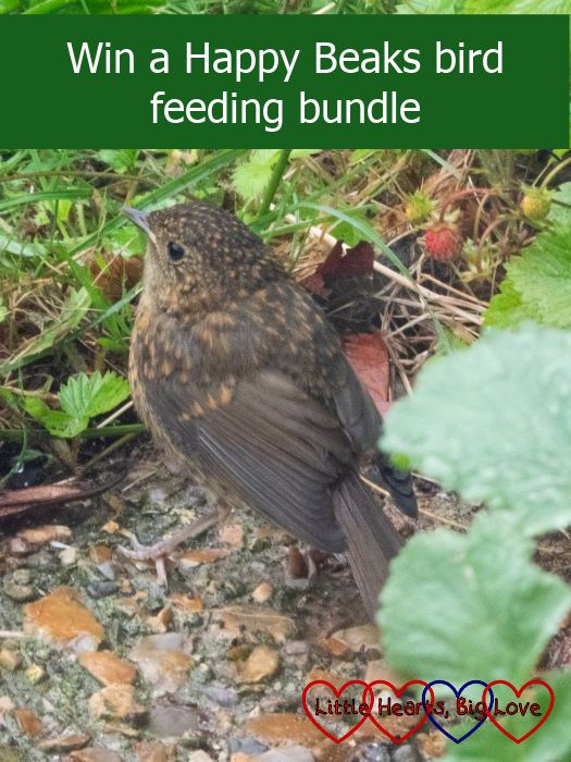 A juvenile robin in a garden - "Win a Happy Beaks bird feeding bundle"