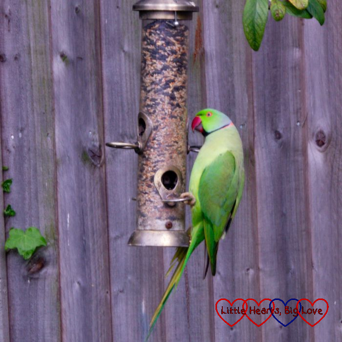 A ring-necked parakeet on a seed feeder