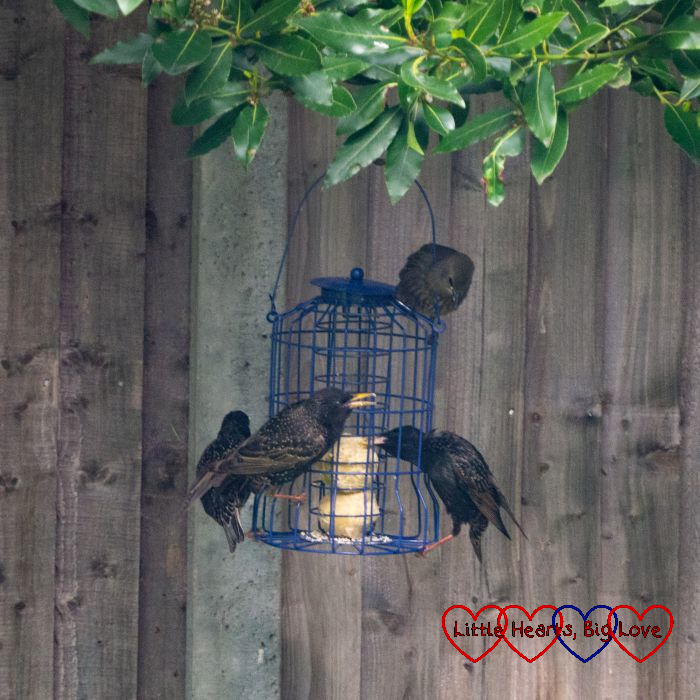 Four starlings on a fat ball bird feeder