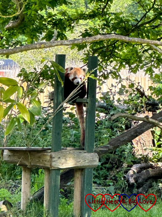 A red panda at Whipsnade Zoo