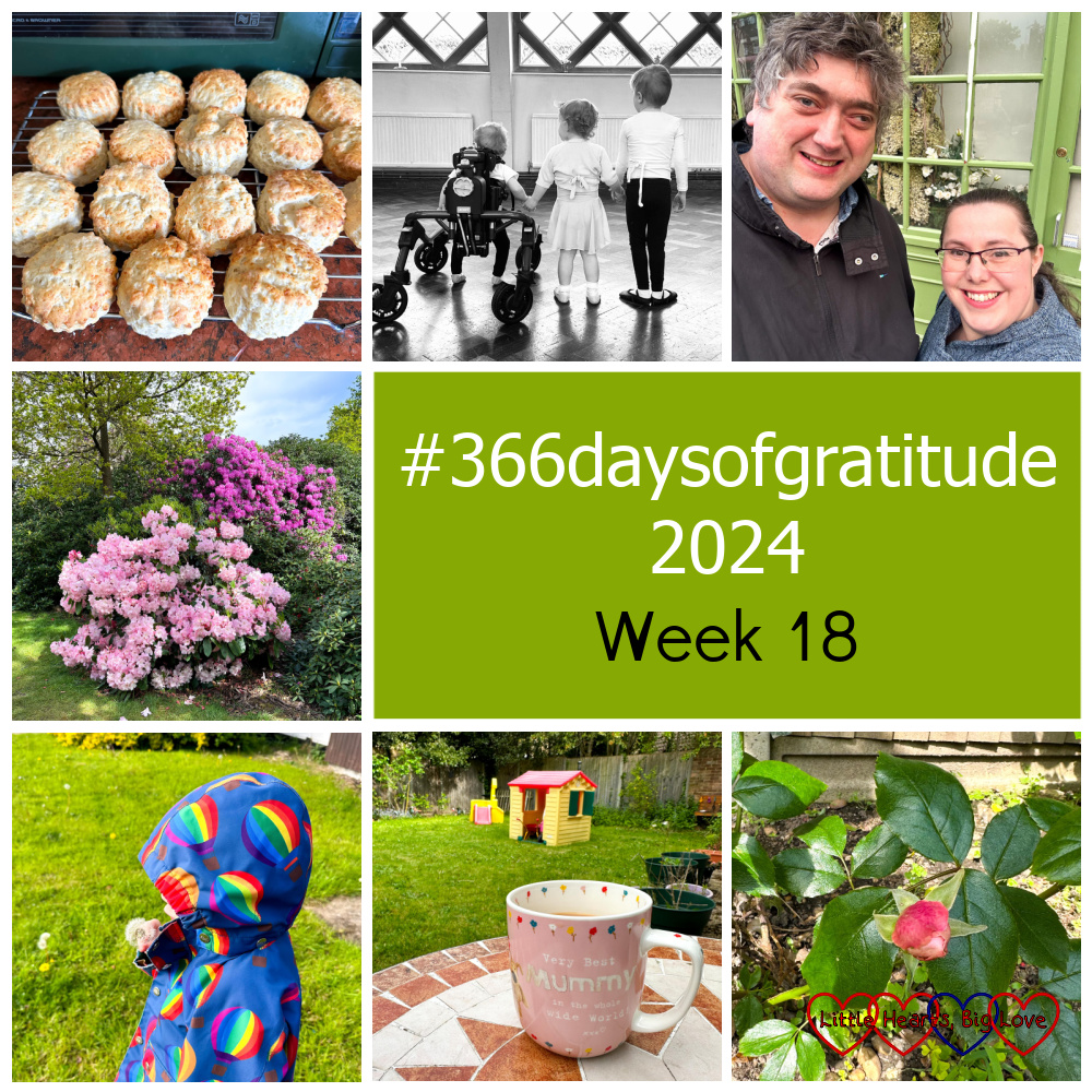 Cheese scones on a wire rack; three children at a ballet class; me and my husband on a date night; rhododendrons in bloom; Thomas blowing a dandelion clock; a mug of tea on a garden table; a pink rosebud on a rose bush - "#366daysofgratitude 2024 - Week 18"